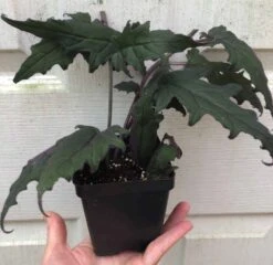 Gynura Aurantiaca - Purple Velvet Plant - In 3.5" Pot -Cheap Plantly Store IMG 8649