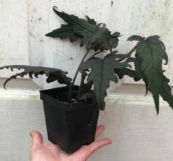 Gynura Aurantiaca - Purple Velvet Plant - In 3.5" Pot -Cheap Plantly Store IMG 8650