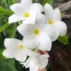 Bridal Bouquet Plumeria Pudica Plant - Frangipani In 4" Pot -Cheap Plantly Store IMG 8659 1
