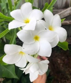 Bridal Bouquet Plumeria Pudica Plant - Frangipani In 4" Pot