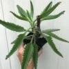 Kalanchoe Daigremontiana In 3 Or 4 Inches Pot -Cheap Plantly Store IMG 8661