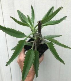Kalanchoe Daigremontiana In 3 Or 4 Inches Pot