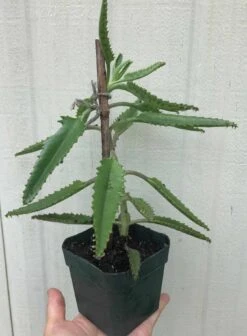 Kalanchoe Daigremontiana In 3 Or 4 Inches Pot -Cheap Plantly Store IMG 8663