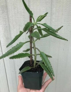 Kalanchoe Daigremontiana In 3 Or 4 Inches Pot -Cheap Plantly Store IMG 8664