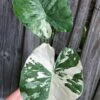 Alocasia Odora 'Variegata' Plant 'Okinawa Silver' In 4" Pot -Cheap Plantly Store IMG 8681