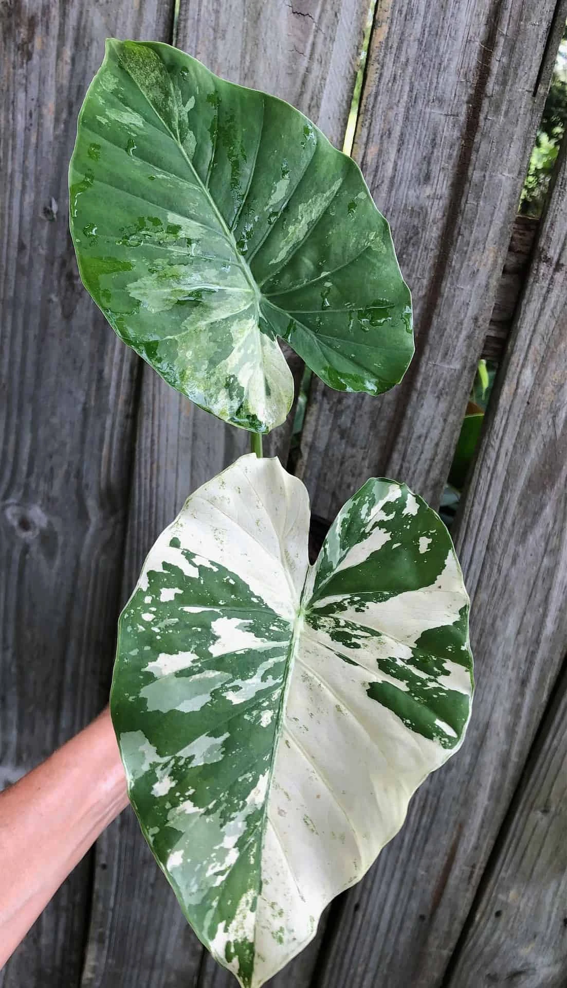 Alocasia Odora 'Variegata' Plant 'Okinawa Silver' In 4" Pot 3 Alocasia Odora 'Variegata' Plant 'Okinawa Silver' In 4" Pot