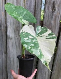 Alocasia Odora 'Variegata' Plant 'Okinawa Silver' In 4" Pot 7 Alocasia Odora 'Variegata' Plant 'Okinawa Silver' In 4" Pot -Cheap Plantly Store IMG 8682