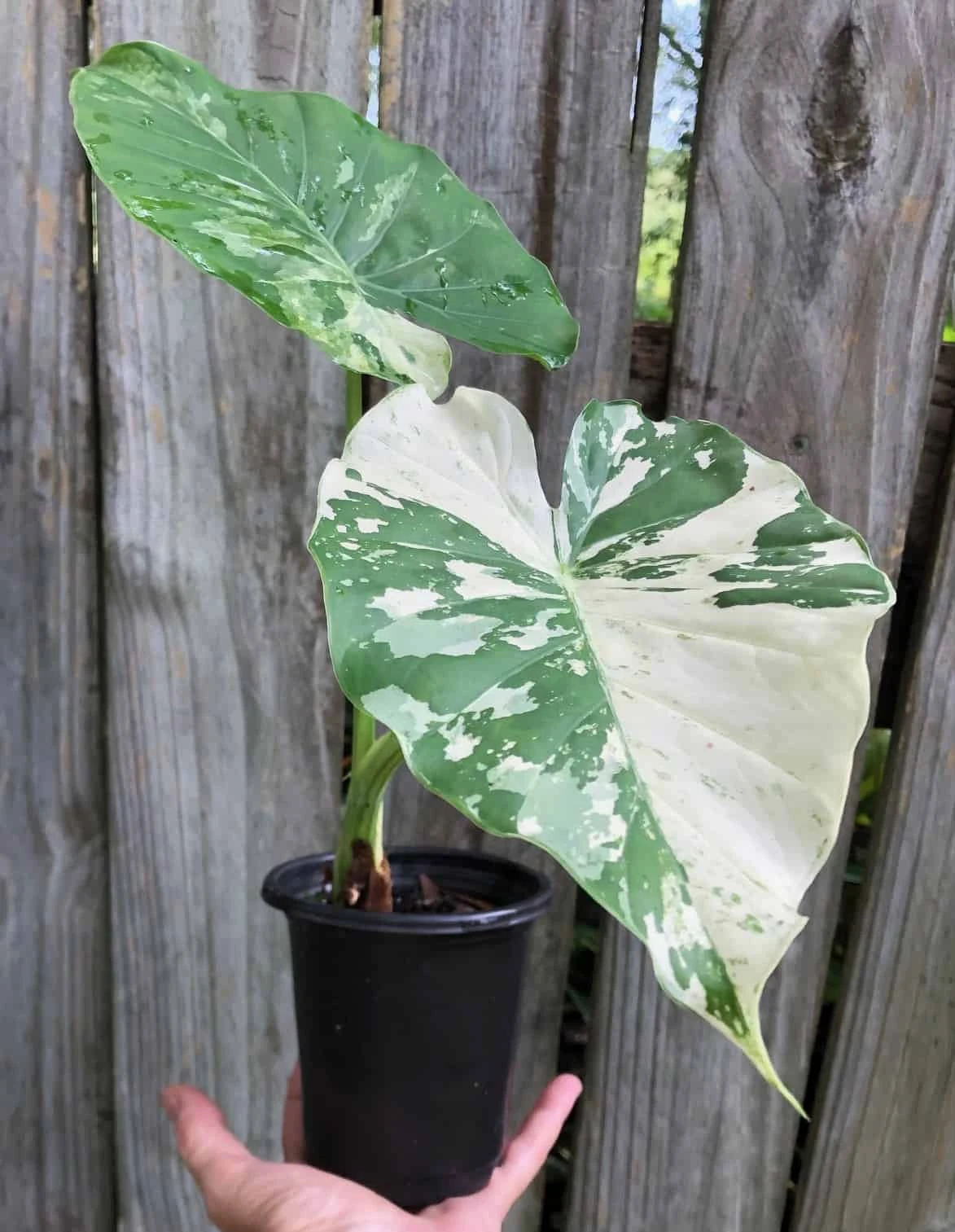 Alocasia Odora 'Variegata' Plant 'Okinawa Silver' In 4" Pot 4 Alocasia Odora 'Variegata' Plant 'Okinawa Silver' In 4" Pot - Image 2