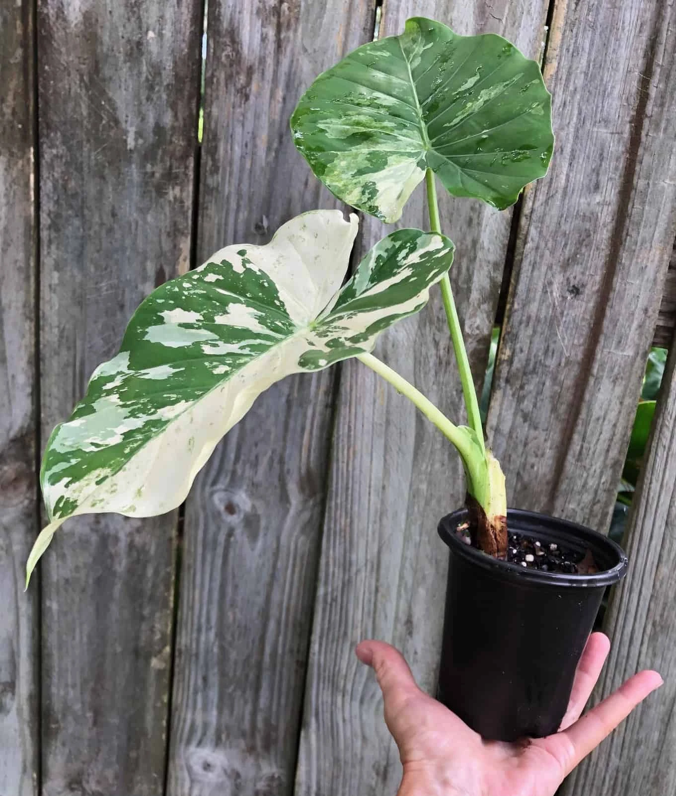 Alocasia Odora 'Variegata' Plant 'Okinawa Silver' In 4" Pot 5 Alocasia Odora 'Variegata' Plant 'Okinawa Silver' In 4" Pot - Image 3