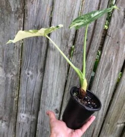 Alocasia Odora 'Variegata' Plant 'Okinawa Silver' In 4" Pot 9 Alocasia Odora 'Variegata' Plant 'Okinawa Silver' In 4" Pot -Cheap Plantly Store IMG 8684