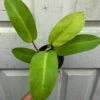 Philodendron Golden Goddess - 'Lemon Lime' Philodendron In 3" Or 4" Pot -Cheap Plantly Store IMG 8685