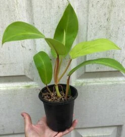 Philodendron Golden Goddess - 'Lemon Lime' Philodendron In 3" Or 4" Pot -Cheap Plantly Store IMG 8686