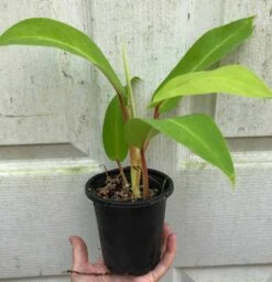 Philodendron Golden Goddess - 'Lemon Lime' Philodendron In 3" Or 4" Pot -Cheap Plantly Store IMG 8687