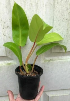 Philodendron Golden Goddess - 'Lemon Lime' Philodendron In 3" Or 4" Pot -Cheap Plantly Store IMG 8688