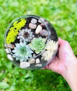Succulent Terrarium Kit, Glass Terrarium, Cactus Plant Kit, Succulent Gift Box, DIY Plant Kit, Plant Lover Gift -Cheap Plantly Store IMG 8734