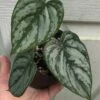Philodendron Brandtianum Plant In 3" Pot, Silver Leaf Philodendron -Cheap Plantly Store IMG 8750
