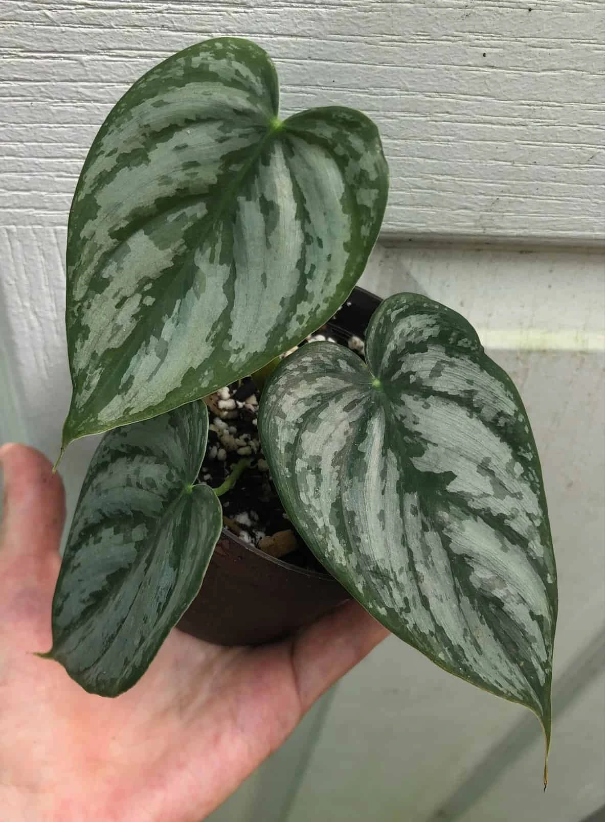 Philodendron Brandtianum Plant In 3" Pot, Silver Leaf Philodendron 3 Philodendron Brandtianum Plant In 3" Pot, Silver Leaf Philodendron