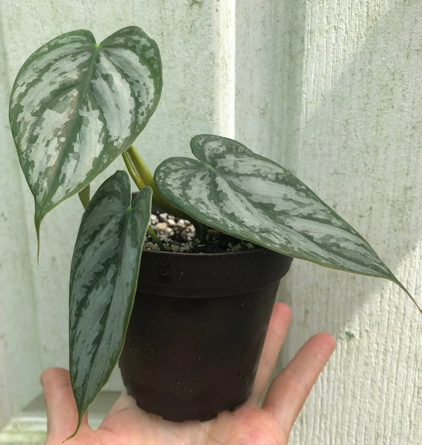 Philodendron Brandtianum Plant In 3" Pot, Silver Leaf Philodendron 4 Philodendron Brandtianum Plant In 3" Pot, Silver Leaf Philodendron - Image 2