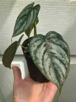 Philodendron Brandtianum Plant In 3" Pot, Silver Leaf Philodendron 8 Philodendron Brandtianum Plant In 3" Pot, Silver Leaf Philodendron -Cheap Plantly Store IMG 8752