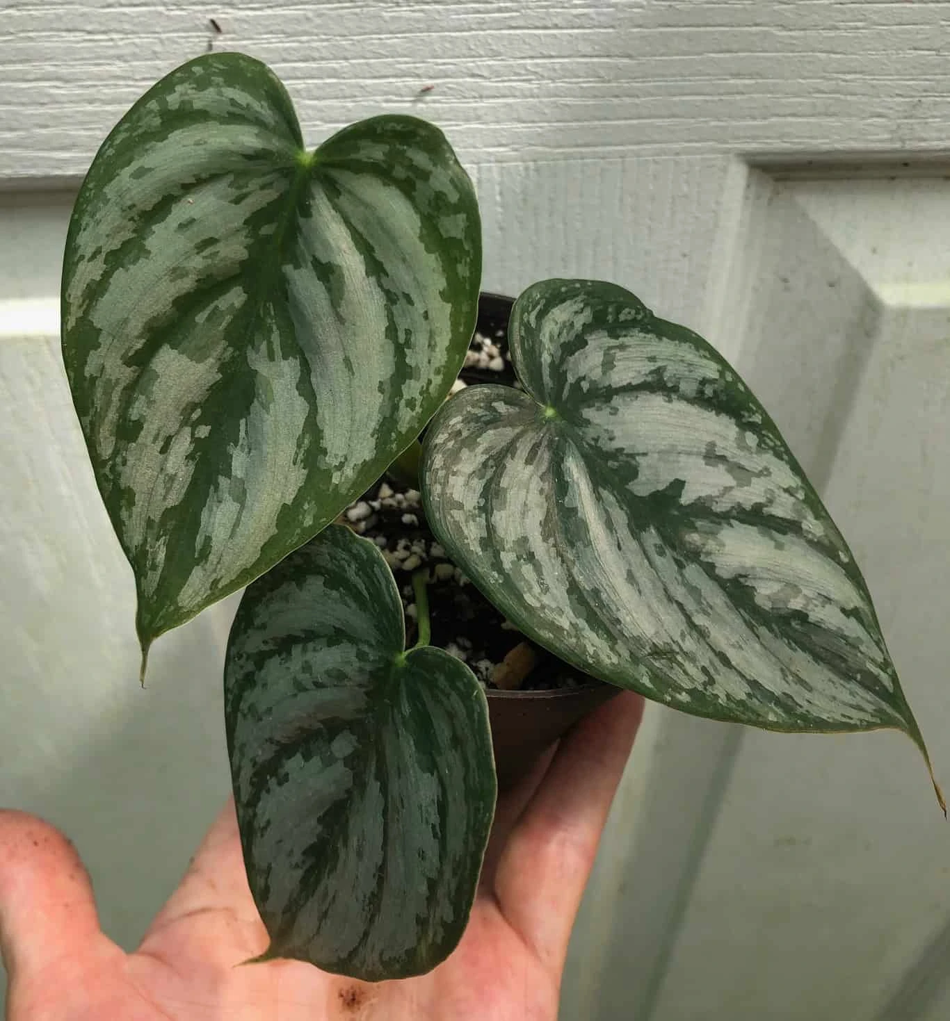 Philodendron Brandtianum Plant In 3" Pot, Silver Leaf Philodendron 6 Philodendron Brandtianum Plant In 3" Pot, Silver Leaf Philodendron - Image 4