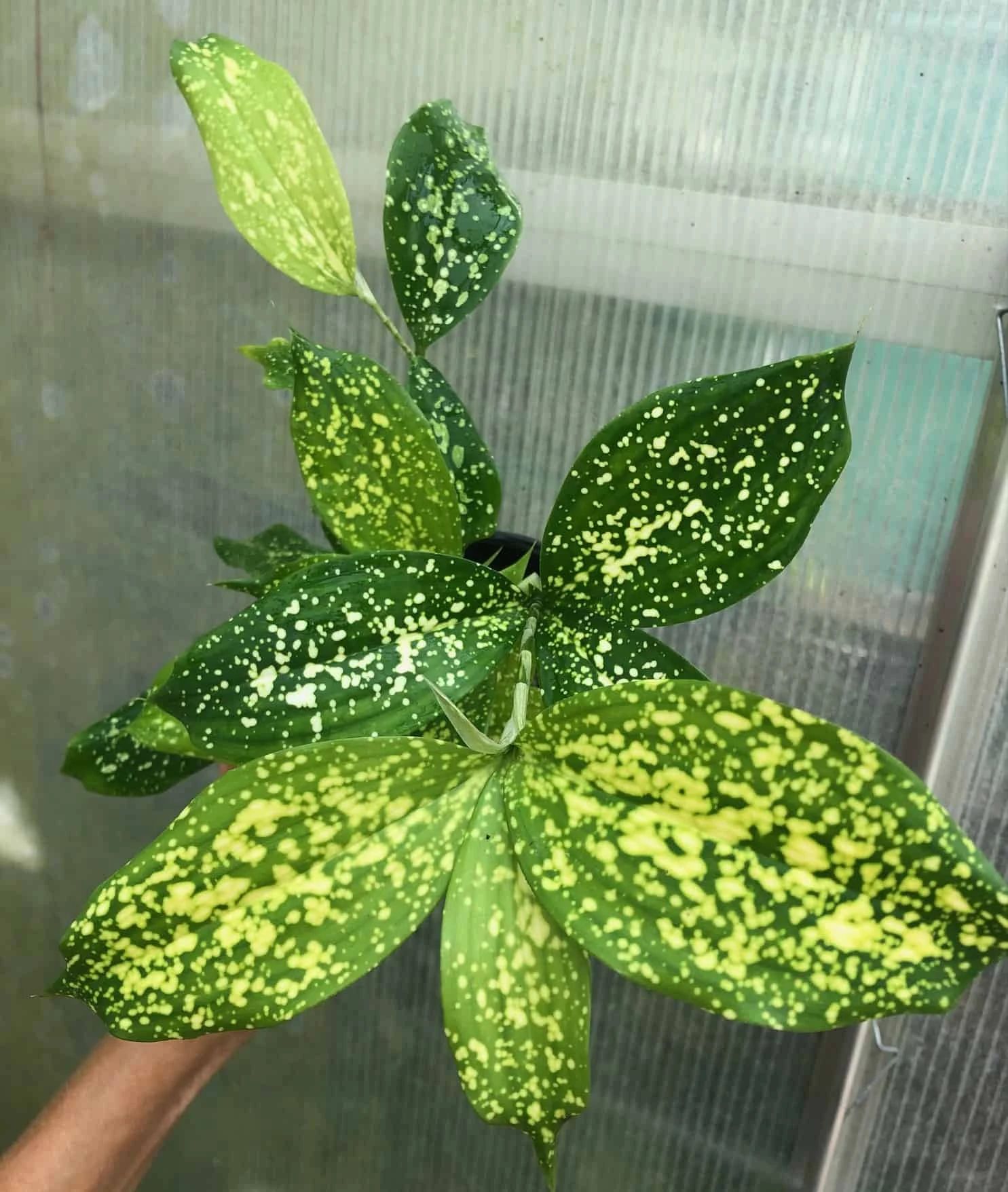 Dracaena Florida Beauty Plant, Dracaena Surculosa - In 3.5" Pot 3 Dracaena Florida Beauty Plant, Dracaena Surculosa - In 3.5" Pot