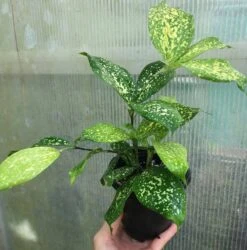 Dracaena Florida Beauty Plant, Dracaena Surculosa - In 3.5" Pot 7 Dracaena Florida Beauty Plant, Dracaena Surculosa - In 3.5" Pot -Cheap Plantly Store IMG 8755