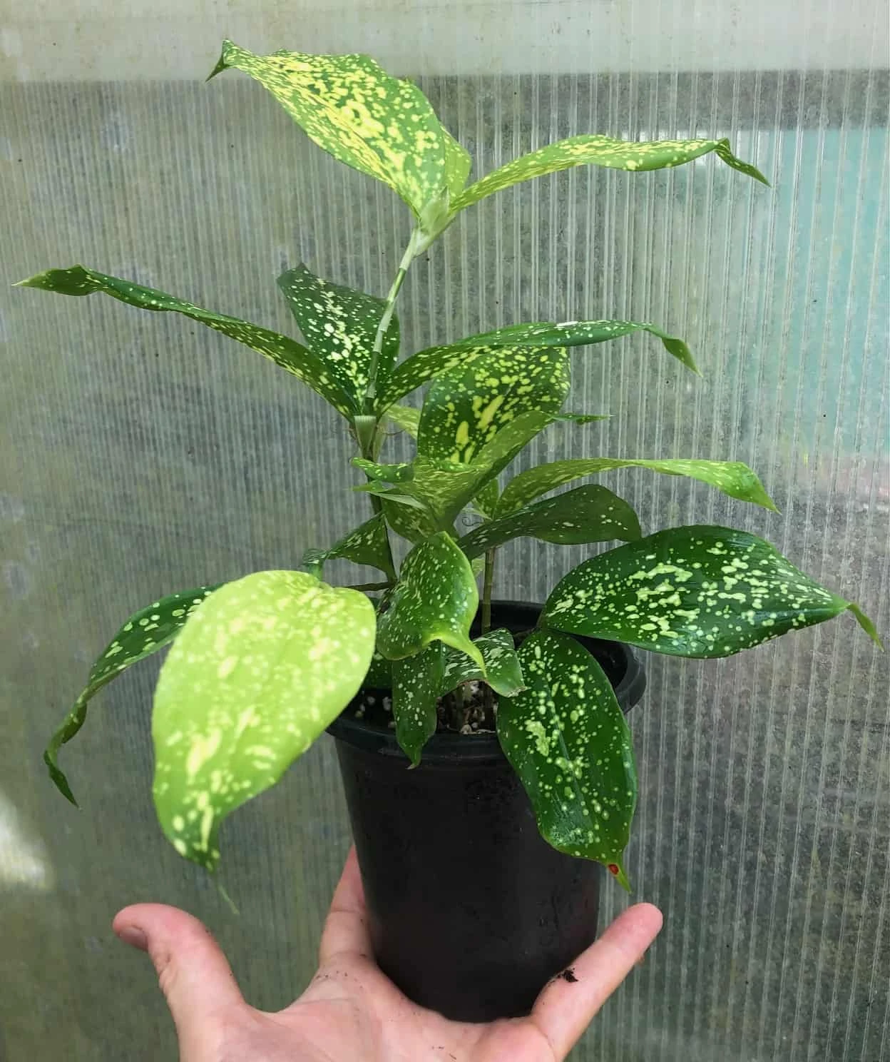 Dracaena Florida Beauty Plant, Dracaena Surculosa - In 3.5" Pot 5 Dracaena Florida Beauty Plant, Dracaena Surculosa - In 3.5" Pot - Image 3