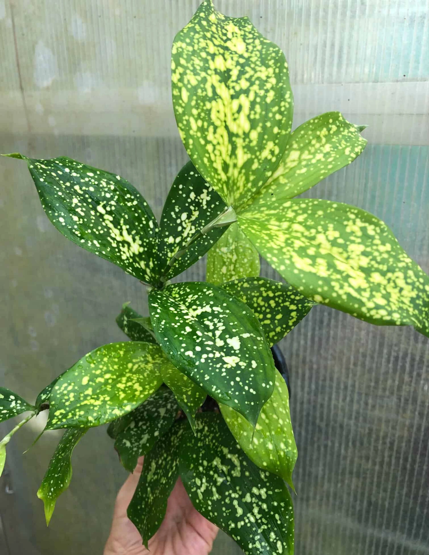 Dracaena Florida Beauty Plant, Dracaena Surculosa - In 3.5" Pot 6 Dracaena Florida Beauty Plant, Dracaena Surculosa - In 3.5" Pot - Image 4