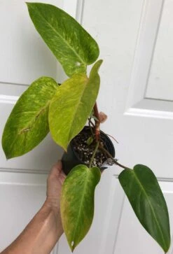 Philodendron 'Painted Lady' Plant In 4" Pot 11 Philodendron 'Painted Lady' Plant In 4" Pot -Cheap Plantly Store IMG 8763