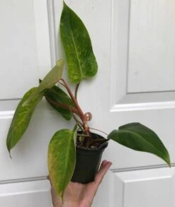 Philodendron 'Painted Lady' Plant In 4" Pot 9 Philodendron 'Painted Lady' Plant In 4" Pot -Cheap Plantly Store IMG 8764