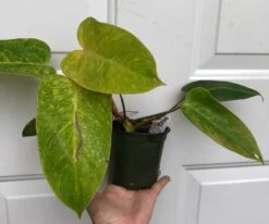 Philodendron 'Painted Lady' Plant In 4" Pot 10 Philodendron 'Painted Lady' Plant In 4" Pot -Cheap Plantly Store IMG 8765