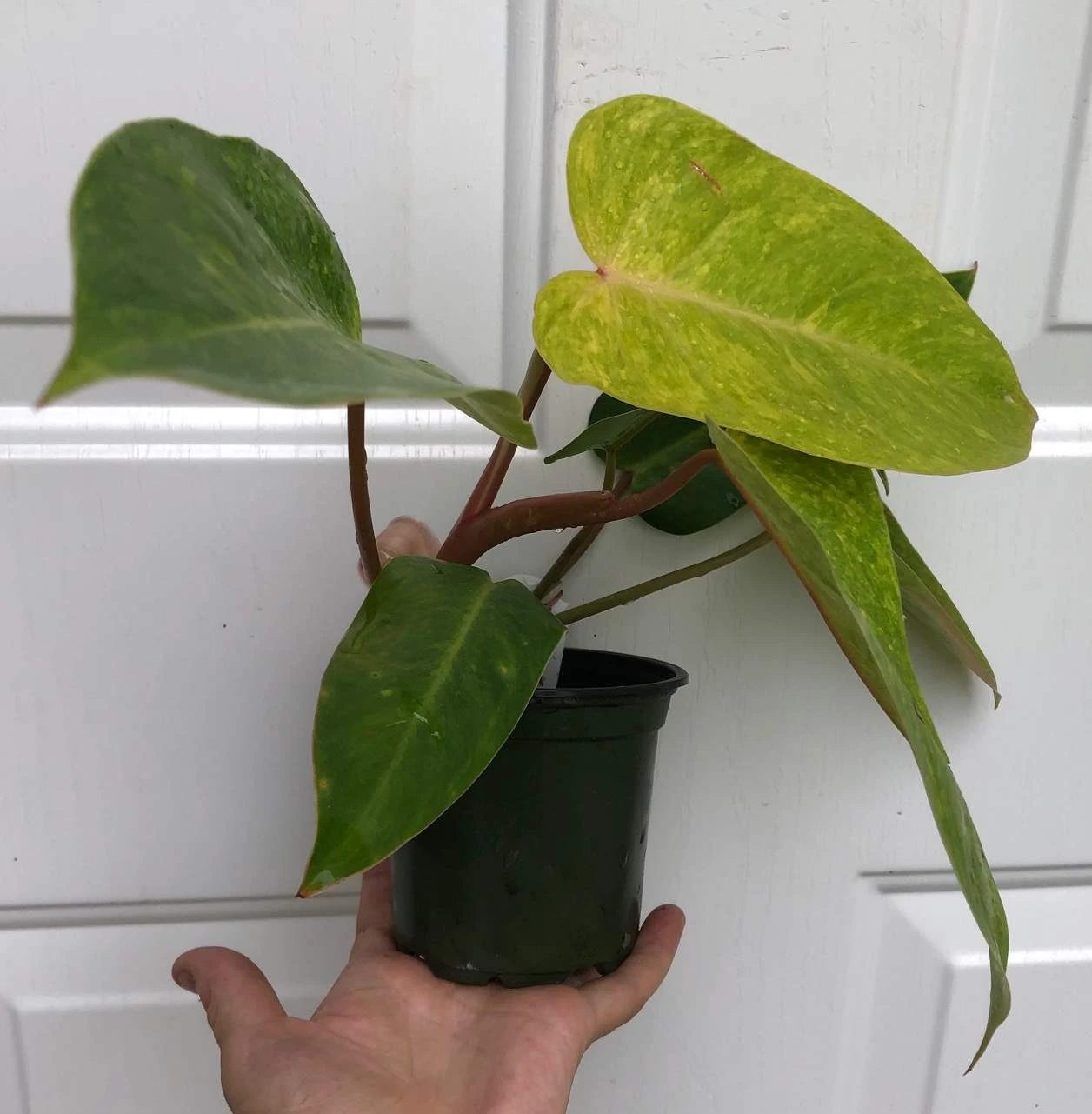 Philodendron 'Painted Lady' Plant In 4" Pot 4 Philodendron 'Painted Lady' Plant In 4" Pot - Image 2