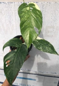 Pothos Epipremnum Pinnatum Albo Variegata In 4" Pot -Cheap Plantly Store IMG 8778