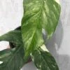 Pothos Epipremnum Pinnatum Albo Variegata In 4" Pot -Cheap Plantly Store IMG 8779