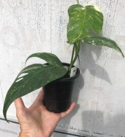 Pothos Epipremnum Pinnatum Albo Variegata In 4" Pot -Cheap Plantly Store IMG 8780