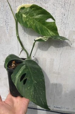 Pothos Epipremnum Pinnatum Albo Variegata In 4" Pot -Cheap Plantly Store IMG 8781