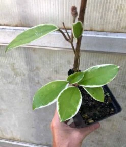 Hoya Carnosa 'Krimson Queen' - Wax Plant Potted In 3" Pot 7 Hoya Carnosa 'Krimson Queen' - Wax Plant Potted In 3" Pot -Cheap Plantly Store IMG 8788