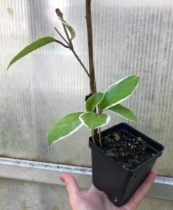 Hoya Carnosa 'Krimson Queen' - Wax Plant Potted In 3" Pot 9 Hoya Carnosa 'Krimson Queen' - Wax Plant Potted In 3" Pot -Cheap Plantly Store IMG 8789