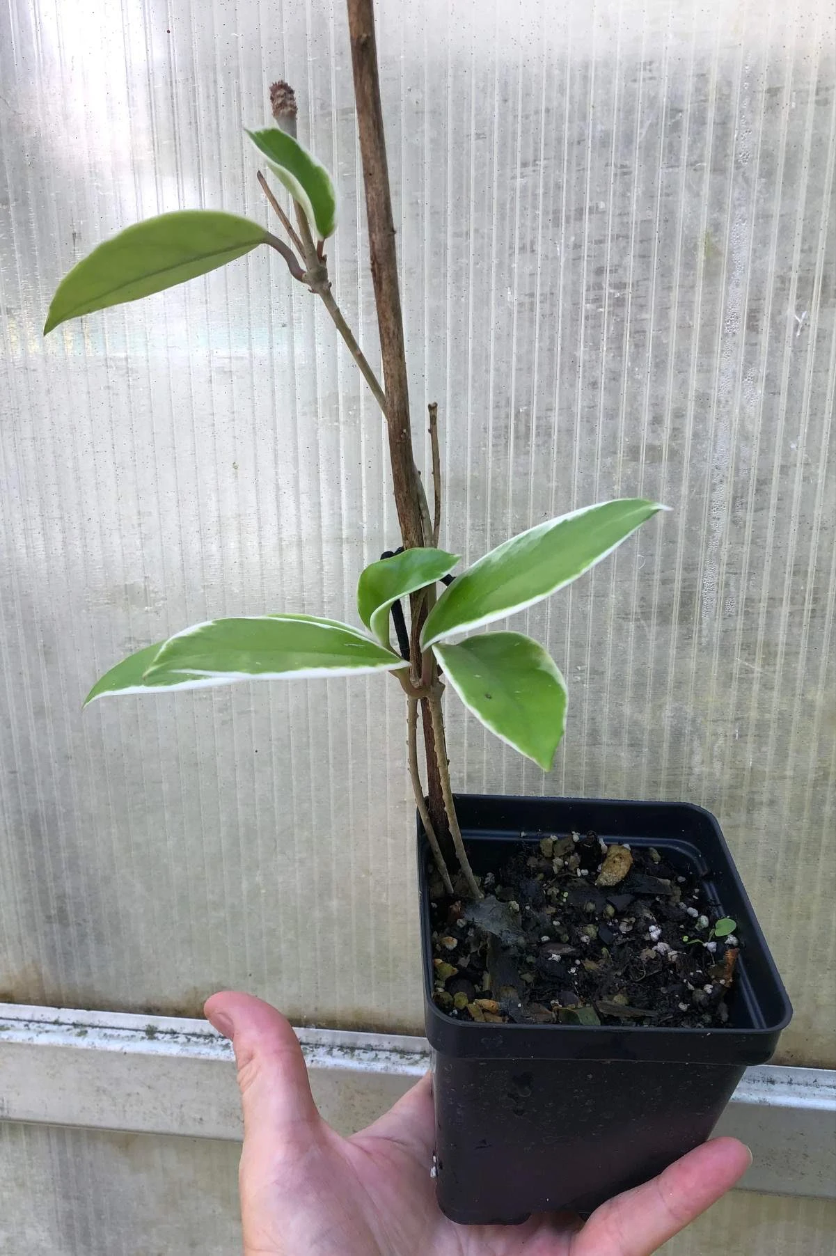 Hoya Carnosa 'Krimson Queen' - Wax Plant Potted In 3" Pot 5 Hoya Carnosa 'Krimson Queen' - Wax Plant Potted In 3" Pot - Image 3