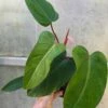 Philodendron Erubescens Red Emerald Plant In 4" Pot