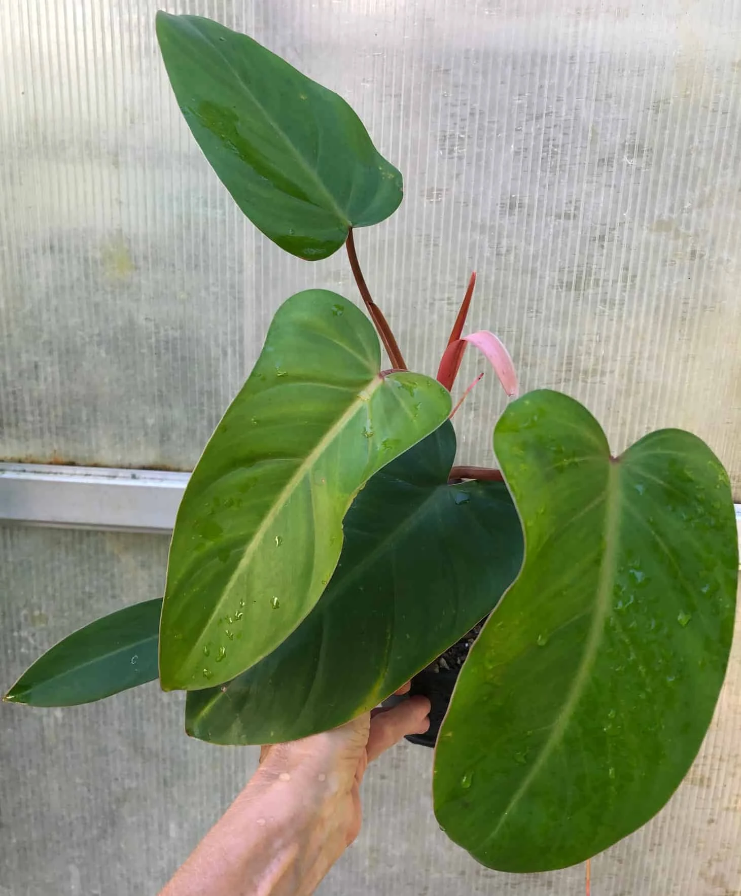 Philodendron Erubescens Red Emerald Plant In 4" Pot 3 Philodendron Erubescens Red Emerald Plant In 4" Pot