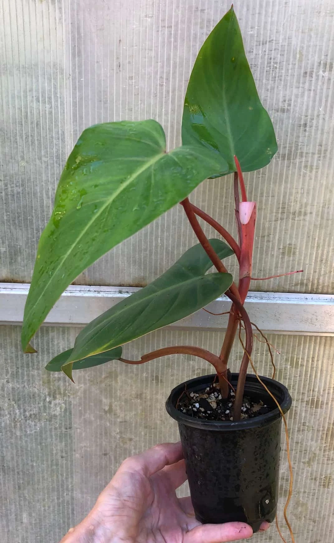 Philodendron Erubescens Red Emerald Plant In 4" Pot 4 Philodendron Erubescens Red Emerald Plant In 4" Pot - Image 2