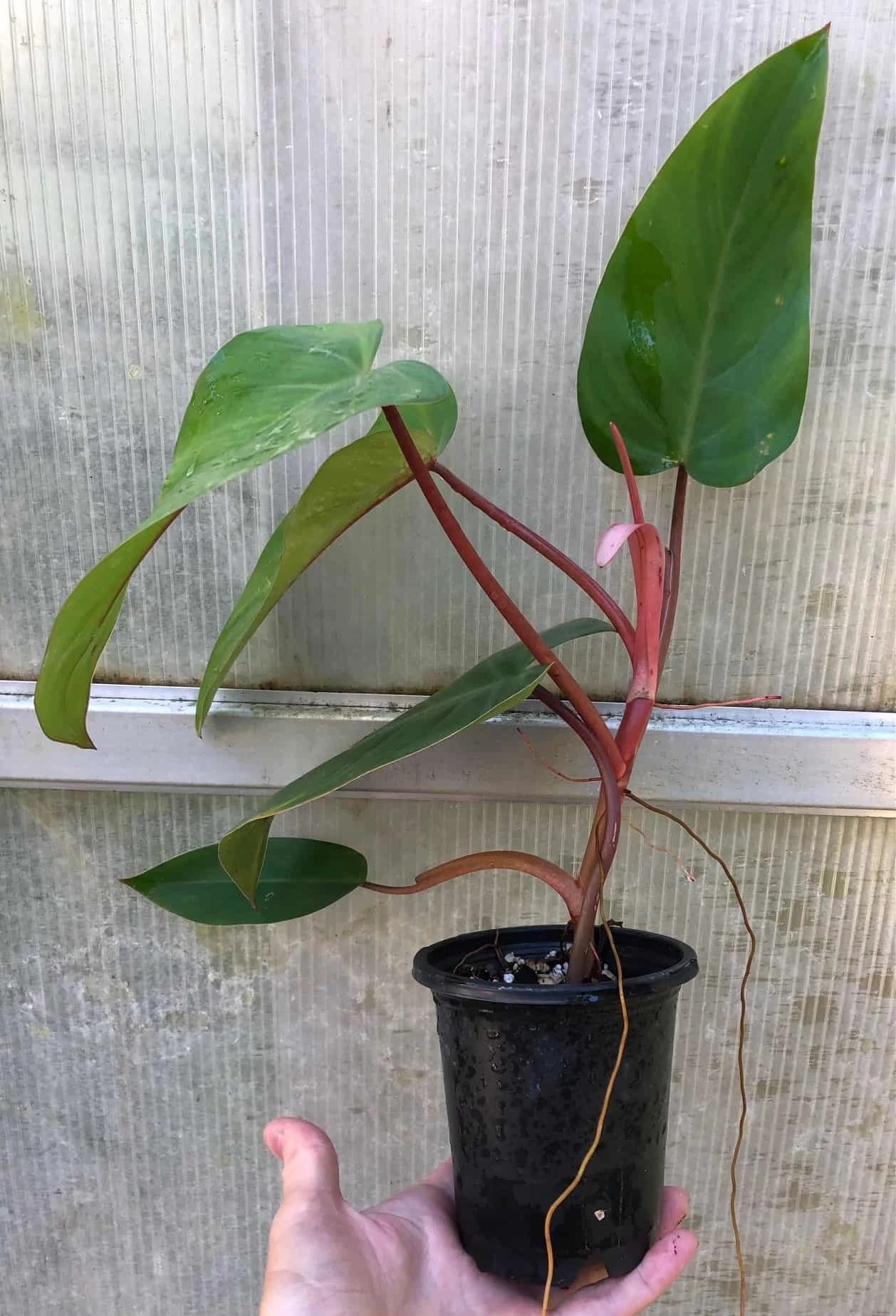 Philodendron Erubescens Red Emerald Plant In 4" Pot 5 Philodendron Erubescens Red Emerald Plant In 4" Pot - Image 3