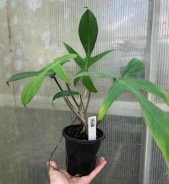Philodendron Florida Live Plant In 4" Pot -Cheap Plantly Store IMG 8805