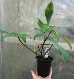 Philodendron Florida Live Plant In 4" Pot -Cheap Plantly Store IMG 8806