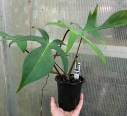 Philodendron Florida Live Plant In 4" Pot -Cheap Plantly Store IMG 8807