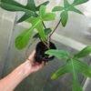 Philodendron Florida Live Plant In 4" Pot -Cheap Plantly Store IMG 8808