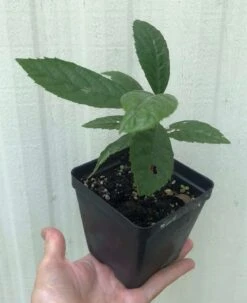Loquat Eriobotrya Japonica Seedlings In 3.5" Pot -Cheap Plantly Store IMG 8810