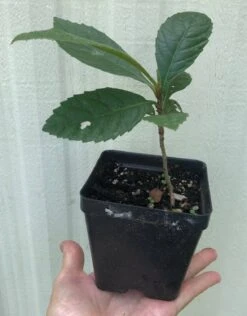 Loquat Eriobotrya Japonica Seedlings In 3.5" Pot -Cheap Plantly Store IMG 8811