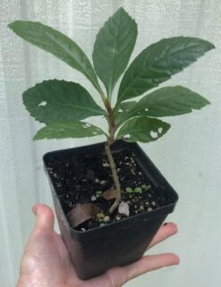 Loquat Eriobotrya Japonica Seedlings In 3.5" Pot -Cheap Plantly Store IMG 8812
